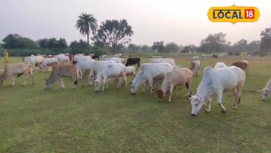जूता-चप्पल और प्लास्टिक खा रही हैं गायें? पशुओं के एक्सपर्ट बोले- पशुओं में हो सकता है पाइका रोग, बचाने का सिर्फ ये है उपाय