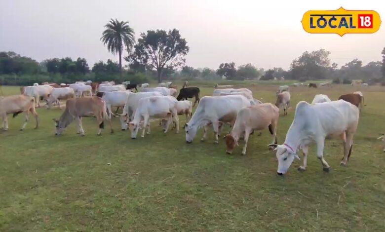 जूता-चप्पल और प्लास्टिक खा रही हैं गायें? पशुओं के एक्सपर्ट बोले- पशुओं में हो सकता है पाइका रोग, बचाने का सिर्फ ये है उपाय