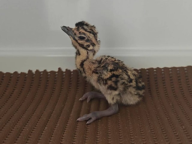 जेड प्लस जैसी सुरक्षा के बीच से गायब हुआ गोडावण का 24 दिन का बच्चा