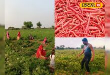 जोधपुर में गाजर की खेती पर बड़ा संकट, बीज उत्पादन आधा होने से किसानों की बढ़ी चिंता