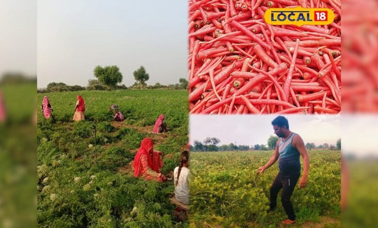 जोधपुर में गाजर की खेती पर बड़ा संकट, बीज उत्पादन आधा होने से किसानों की बढ़ी चिंता