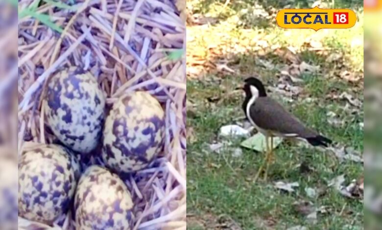 टिटहरी के अंडों से मौसम का क्या रिलेशन? 4 अंडे मतलब इस बार 4 महीने झमाझम बारिश होगी