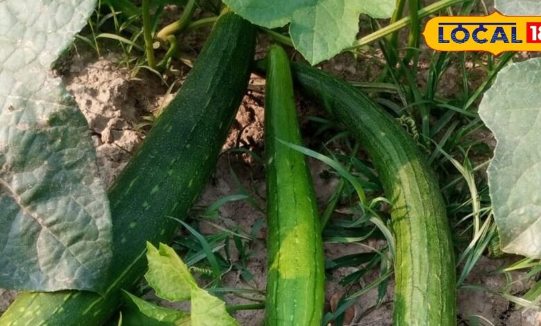 डायबिटीज से लेकर कब्ज तक की समस्या में कारगर है यह हरी सब्जी! अगर वजन घटाना है, तो इसके जूस का करें सेवन