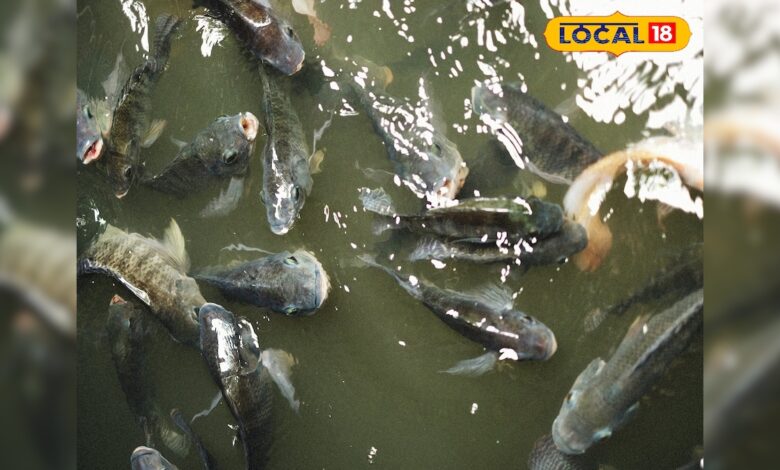 तपती गर्मी में मर रही हैं मछलियां, तो यहां जानिए बचाव और देखभाल के जरूरी उपाय