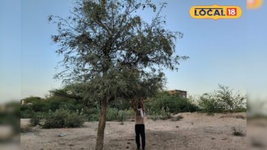 थार की गर्मी में ‘हरी सांगरी’ का सहारा, स्वाद के साथ किसानों की कमाई का बन रहा मजबूत जरिया