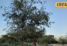 थार की तपिश में कमाई का सहारा! बीकानेर में बढ़ी ‘हरा सोना’ की मांग, 1300 रुपए तक बिक रही सूखी