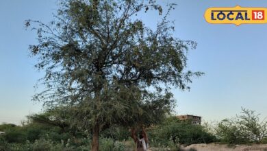 थार की तपिश में कमाई का सहारा! बीकानेर में बढ़ी ‘हरा सोना’ की मांग, 1300 रुपए तक बिक रही सूखी