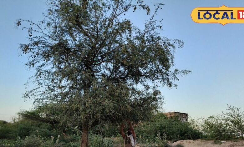 थार की तपिश में कमाई का सहारा! बीकानेर में बढ़ी ‘हरा सोना’ की मांग, 1300 रुपए तक बिक रही सूखी