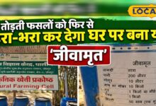 दम तोड़ती फसलों को फिर से हरा-भरा कर देगा यह घोल, जानें घर पर बनाने का सबसे आसान तरीका