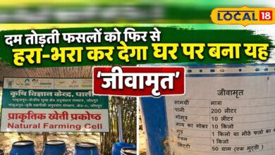 दम तोड़ती फसलों को फिर से हरा-भरा कर देगा यह घोल, जानें घर पर बनाने का सबसे आसान तरीका