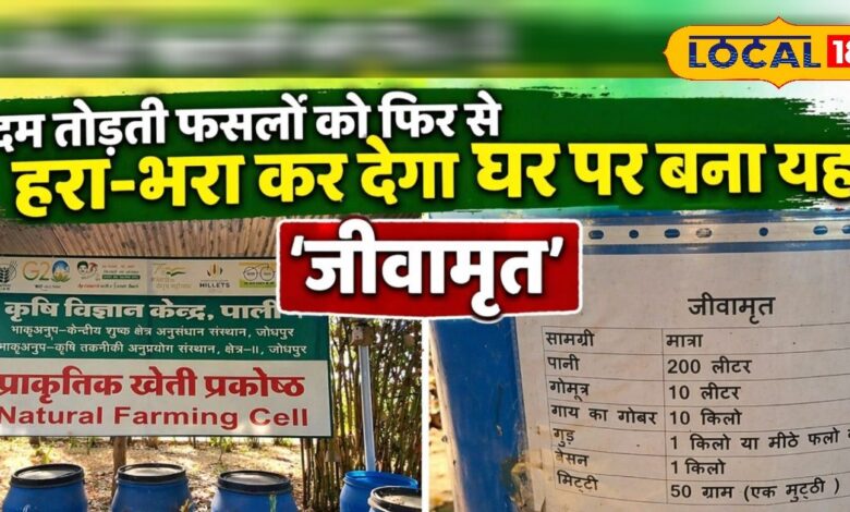 दम तोड़ती फसलों को फिर से हरा-भरा कर देगा यह घोल, जानें घर पर बनाने का सबसे आसान तरीका