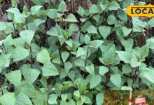 दिखने में साधारण.... लेकिन असर चौंकाने वाला, क्या है बनमारा पौधे का सच? वैज्ञानिक भी कर रहे हैं रिसर्च