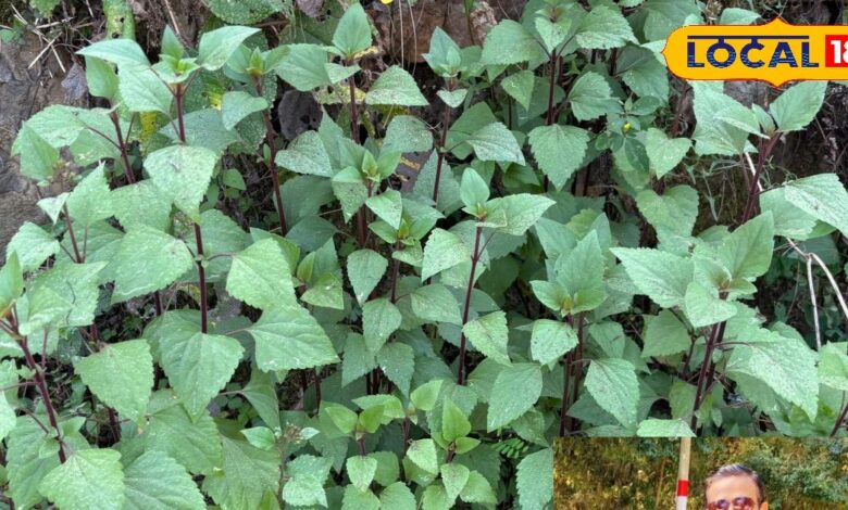 दिखने में साधारण.... लेकिन असर चौंकाने वाला, क्या है बनमारा पौधे का सच? वैज्ञानिक भी कर रहे हैं रिसर्च