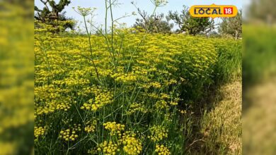 नागौर सौंफ खेती नुकसान समाचार | Nagaur Fennel Crop Damage Blight Disease News
