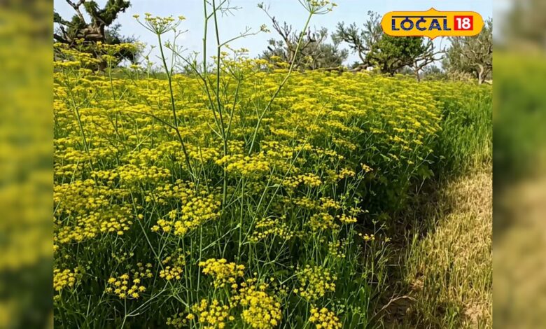 नागौर सौंफ खेती नुकसान समाचार | Nagaur Fennel Crop Damage Blight Disease News