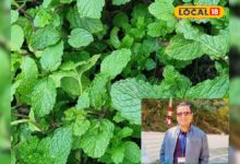 पहाड़ी पुदीना क्यों होता है खास, किन बीमारियों से दिलाता है छुटकारा? एक्सपर्ट से जानिए एक-एक गुण