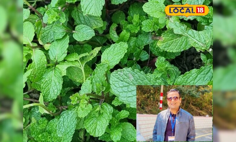 पहाड़ी पुदीना क्यों होता है खास, किन बीमारियों से दिलाता है छुटकारा? एक्सपर्ट से जानिए एक-एक गुण