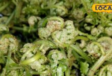 पहाड़ी लोगों की पसंदीदा सब्जी लिंगुड़ा, जिसके स्वाद में छुपा है नॉनवेज जैसा ट्विस्ट, जानिए इसके फायदे