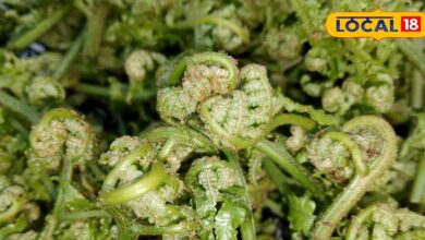 पहाड़ी लोगों की पसंदीदा सब्जी लिंगुड़ा, जिसके स्वाद में छुपा है नॉनवेज जैसा ट्विस्ट, जानिए इसके फायदे