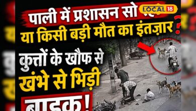 पाली में आवारा कुत्तों का आतंक, बचने के लिए तेज दौड़ी बाइक, पोल से टकराकर उड़े परखच्चे