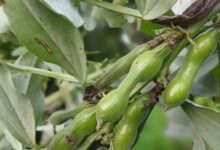 बस 2 महीने तक बाजार में मिलती है ये हरी सब्जी, खत्म होने से पहले बना लें सेहत, विटामिन-प्रोटीन से भरपूर