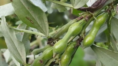 बस 2 महीने तक बाजार में मिलती है ये हरी सब्जी, खत्म होने से पहले बना लें सेहत, विटामिन-प्रोटीन से भरपूर