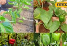 बाजार जाने की जरूरत खत्म! घर में उगाएं ताजी शिमला मिर्च और बचाएं पैसा, जानिए आसान तरीका और बड़े फायदे