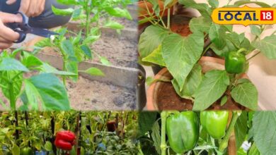 बाजार जाने की जरूरत खत्म! घर में उगाएं ताजी शिमला मिर्च और बचाएं पैसा, जानिए आसान तरीका और बड़े फायदे