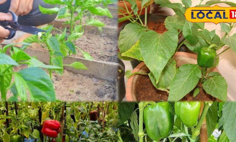 बाजार जाने की जरूरत खत्म! घर में उगाएं ताजी शिमला मिर्च और बचाएं पैसा, जानिए आसान तरीका और बड़े फायदे