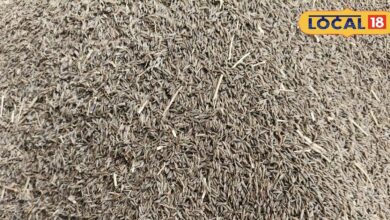 बीकानेर में किसानों पर डबल मार! बारिश से फसल तबाह, विदेश संकट से दाम भी गिरे और मुश्किलें भी बढ़ी