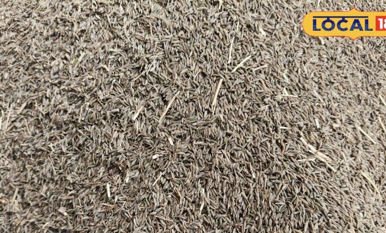 बीकानेर में किसानों पर डबल मार! बारिश से फसल तबाह, विदेश संकट से दाम भी गिरे और मुश्किलें भी बढ़ी