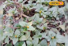 बेड पर कमजोर? ये देसी दवाई बढ़ाएगी स्टैमिना और स्पर्म काउंट, जानिए फायदे और इस्तेमाल का तरीका