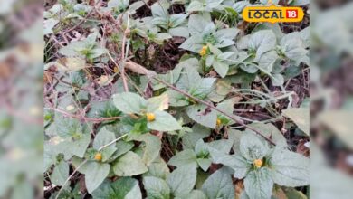 बेड पर कमजोर? ये देसी दवाई बढ़ाएगी स्टैमिना और स्पर्म काउंट, जानिए फायदे और इस्तेमाल का तरीका