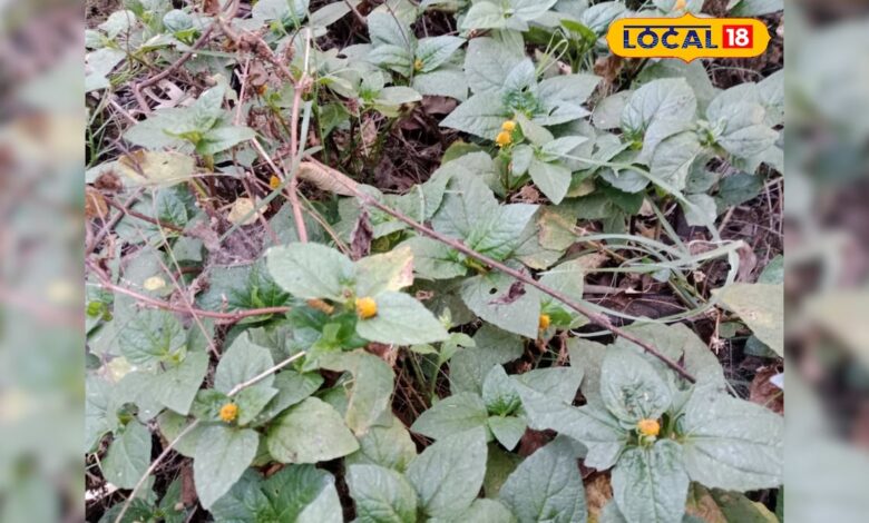 बेड पर कमजोर? ये देसी दवाई बढ़ाएगी स्टैमिना और स्पर्म काउंट, जानिए फायदे और इस्तेमाल का तरीका