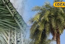 भरतपुर की महिलाएं पत्तियों से बुन रहीं झाड़ू, सादगी में छिपा बड़ा हुनर