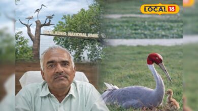 भारतीय सारस का दुर्लभ जन्म, वैज्ञानिक भी हैरान, क्या दूसरा अंडा भी देगा खुशखबरी? – News18 हिंदी