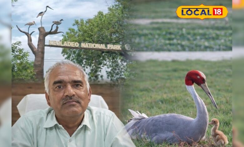 भारतीय सारस का दुर्लभ जन्म, वैज्ञानिक भी हैरान, क्या दूसरा अंडा भी देगा खुशखबरी? – News18 हिंदी