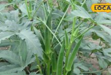 भिंडी की खेती से कम समय में कमाएं ज्यादा मुनाफा, जानें सही तरीका और रोग से बचाव के उपाय