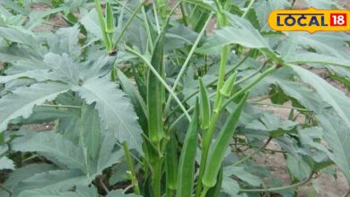 भिंडी की खेती से कम समय में कमाएं ज्यादा मुनाफा, जानें सही तरीका और रोग से बचाव के उपाय