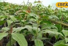 भीषण गर्मी में फसलें खतरे में… क्या ये छोटे उपाय बचा सकते हैं किसानों की मेहनत