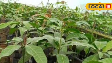 भीषण गर्मी में फसलें खतरे में… क्या ये छोटे उपाय बचा सकते हैं किसानों की मेहनत