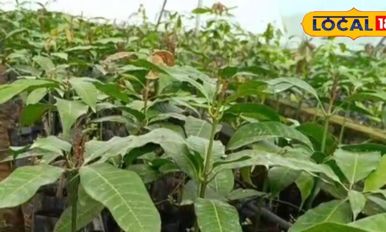 भीषण गर्मी में फसलें खतरे में… क्या ये छोटे उपाय बचा सकते हैं किसानों की मेहनत
