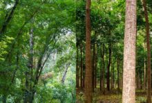 महोगनी पेड़ से करोड़ों कमाने का तरीका और फायदे जानें