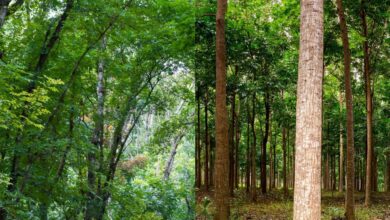 महोगनी पेड़ से करोड़ों कमाने का तरीका और फायदे जानें