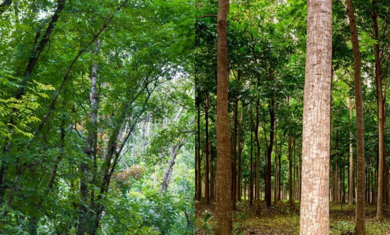 महोगनी पेड़ से करोड़ों कमाने का तरीका और फायदे जानें