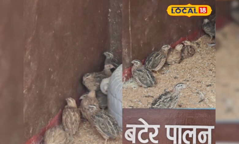 मुर्गी-बकरी छोड़िए...! इस पक्षी का करें पालन, मुनाफे का सौदा, खरीदने के लिए टूट पड़ती भीड़