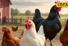 ये 5 सुपर-प्रोड्यूसर मुर्गियां, जो देती हैं साल भर अंडों की बारिश, जानिए कौन-कौन सी हैं! - Uttar Pradesh News