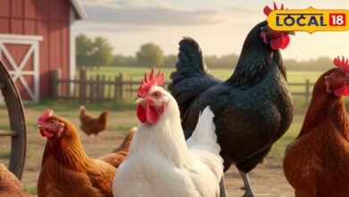 ये 5 सुपर-प्रोड्यूसर मुर्गियां, जो देती हैं साल भर अंडों की बारिश, जानिए कौन-कौन सी हैं! - Uttar Pradesh News