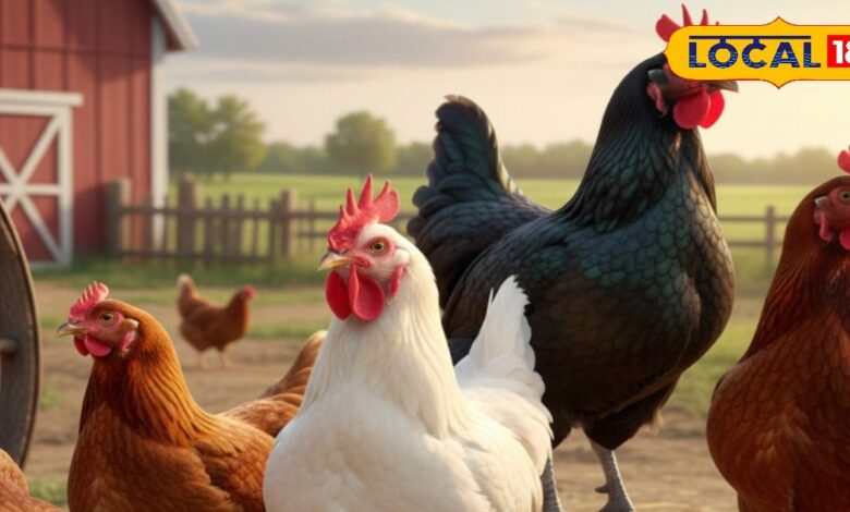 ये 5 सुपर-प्रोड्यूसर मुर्गियां, जो देती हैं साल भर अंडों की बारिश, जानिए कौन-कौन सी हैं! - Uttar Pradesh News