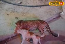 रोंगटे खड़े कर देगा यह Video! घर के बाहर सो रहे श्वान पर लेपर्ड का हमला, 10 मिनट तक मौत से लड़ता रहा बेजुबान